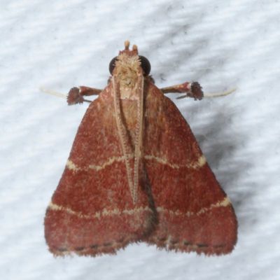 Hodges#5566 * Posturing Arta Moth * Arta statalis