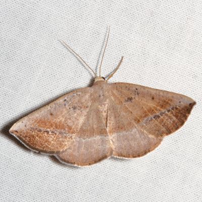 6763-6844 : Nacophora, Metarranthis