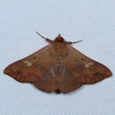 Noctuidae - Catocalinae less Catocala Moths : 8490 - 8769