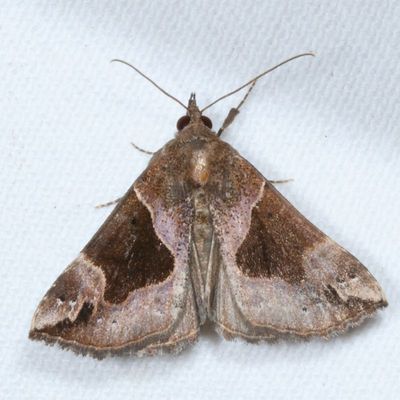 Noctuidae: Herminiinae through Hypeninae Moths 8322 - 8489