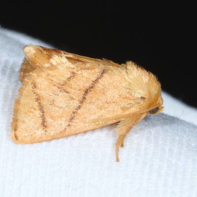 Pre-Pyralid Moths : 3864-4702