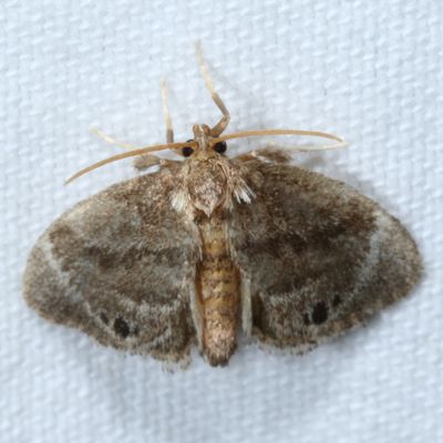 Pre-Pyralid Moths : 3864-4702