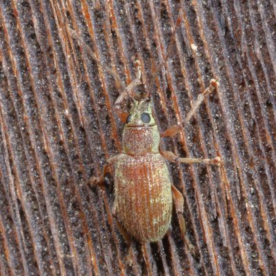 Subfamily Entiminae : Broad-nosed Weevils