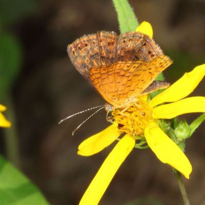 Northern Metalmark