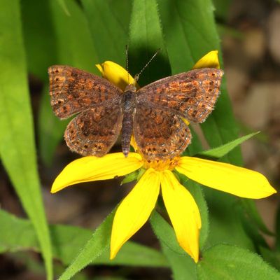 Northern Metalmark