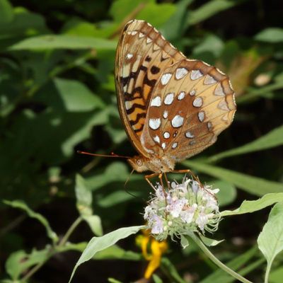 Great Spangled Fritillary