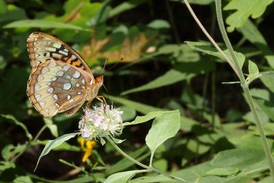 Great Spangled Fritillary