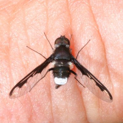Anthrax argyropygus