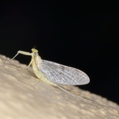 Leucrocuta minerva