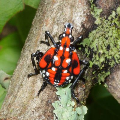 Lycorma delicatula * Spotted Lanternfly