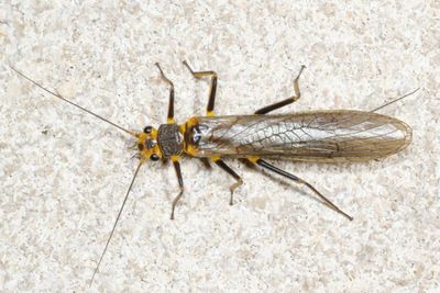 st H7A8125.JPG