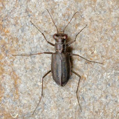 Cicindela punctulata