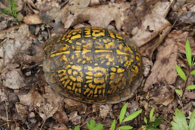 Common  Box Turtle