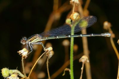 Argia translata * Dusky Dancer