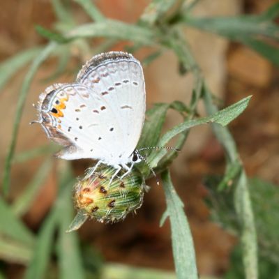 Eastern Tailed-Blue