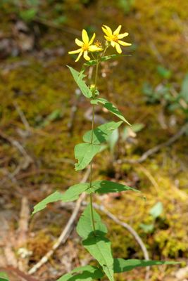 Helianthus divaricatus * Woodland Sunflower