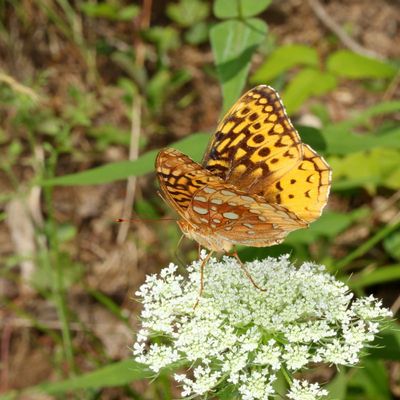 Great Spangled Fritillary