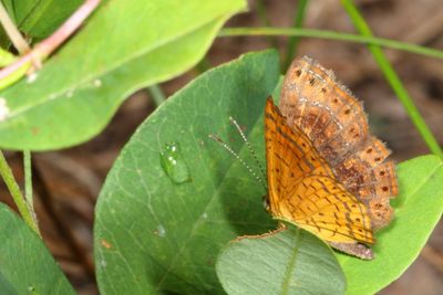 Northern Metalmark