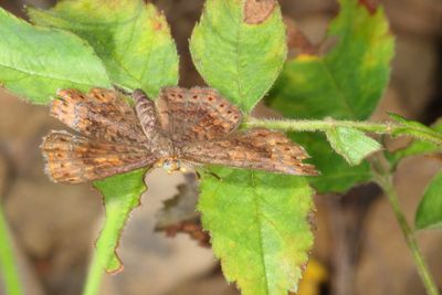 Northern Metalmark