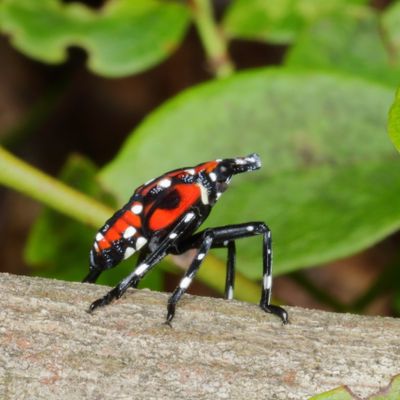 Lycorma delicatula * Spotted Lanternfly