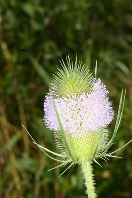 Dipsacus fullonum * Wild Teasel 