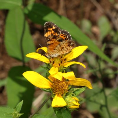 Pearl Crescent