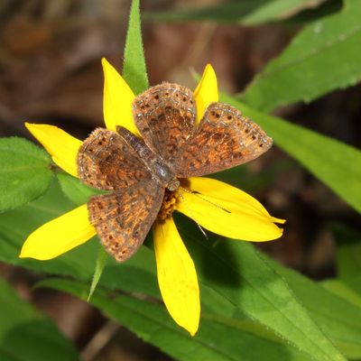 Northern Metalmark