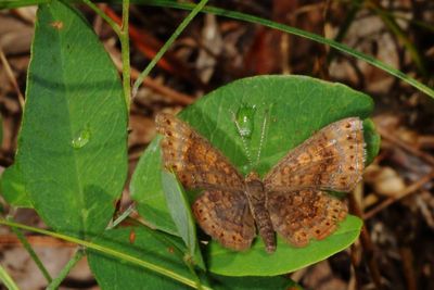 Northern Metalmark