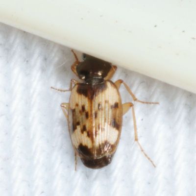 Tetragonoderus fasciatus