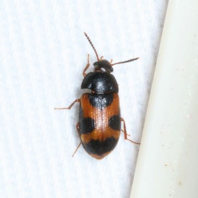Mycetophagus punctatus