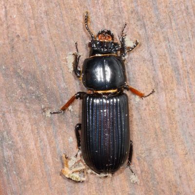 Odontotaenius disjunctus * Horned Passalus Beetle