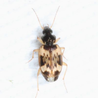Tetragonoderus fasciatus