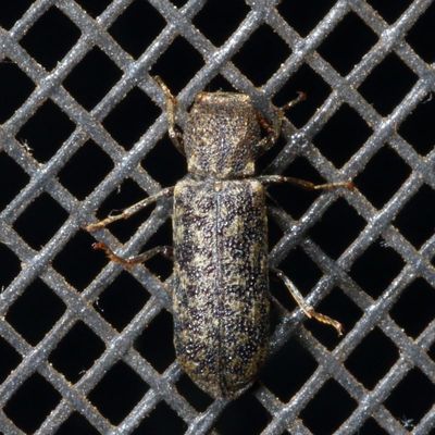 Bostrichidae : Horned Powder-post Beetles