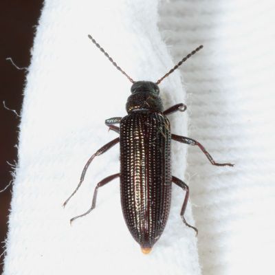Subfamily Stenochiinae