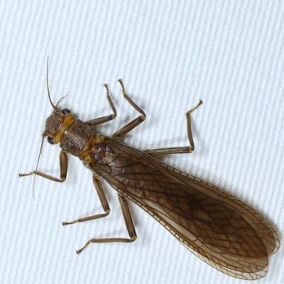 Family Perlidae