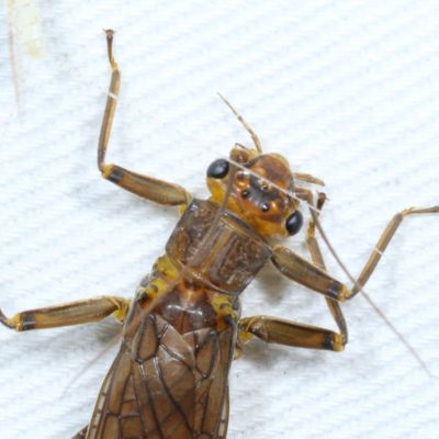 Family Perlidae