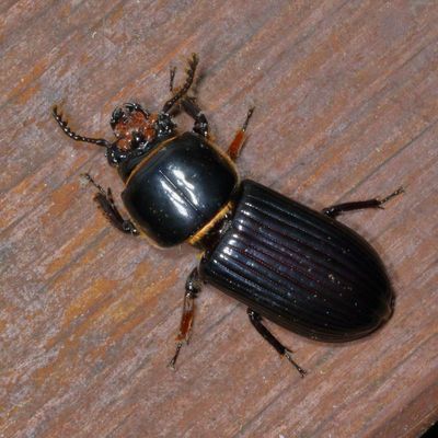 Odontotaenius disjunctus * Horned Passalus Beetle