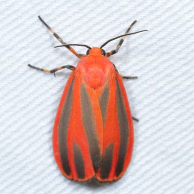 Hodges#8089 * Scarlet-winged Lichen Moth * Hypoprepia miniata