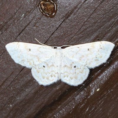 7086-7181 : Idaea, Leptostales, Waves 
