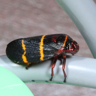 Ischnorhinidae
