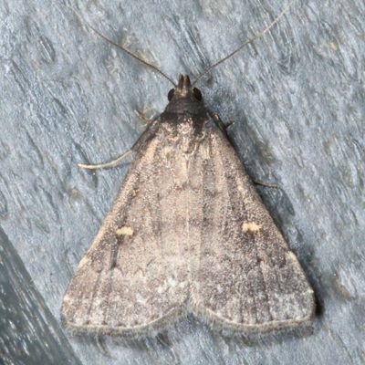 Hodges#8366 * Smoky Tetanolita * Tetanolita mynesalis