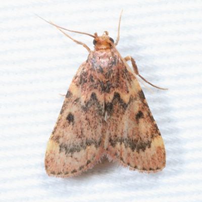 Hodges#5512 * Pink-masked Pyralid * Aglossa disciferalis