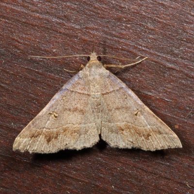 Hodges#8384.1 * Yellow-spotted Renia * Renia flavipunctalis