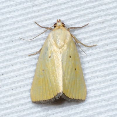 Hodges#9044 * Black-bordered Lemon * Marimatha nigrofimbria