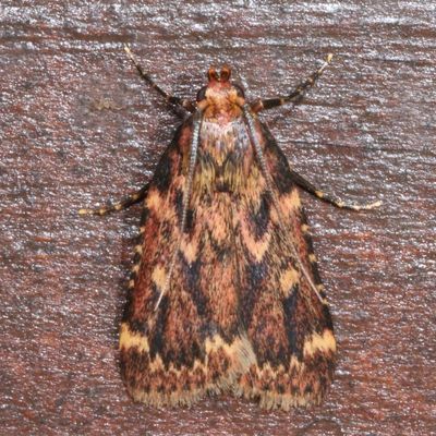 Hodges#5518 * Grease Moth * Aglossa cuprina