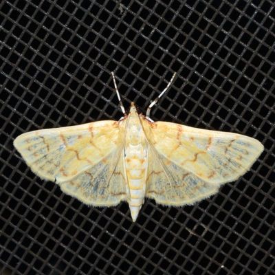 Hodges#5228 * Ironweed Root Moth * Polygrammodes flavidalis