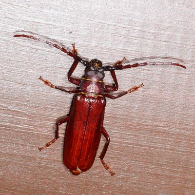 Orthosoma brunneum * Brown Prionid