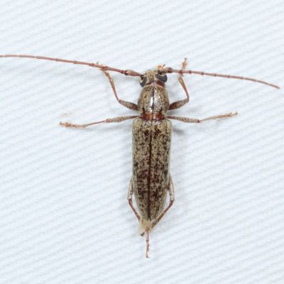 Elaphidion mucronatum * Spined Oak Borer
