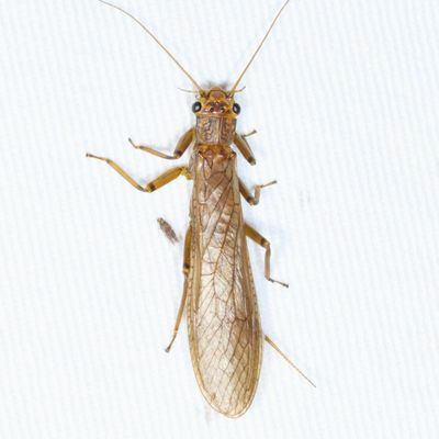 Family Perlidae