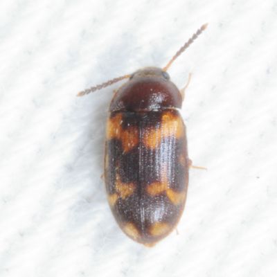 Mycetophagus serrulatus